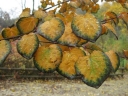 rośliny ogrodowe - Grujecznik japoński ROTFUCHS Cercidyphyllum japonicum C5/60-80cm *13