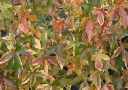 rośliny ozdobne - Ambrowiec balsamiczny AURORA Liquidambar styraciflua C2/30-40cm