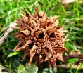 rośliny ozdobne - Ambrowiec balsamiczny AURORA Liquidambar styraciflua C2/30-40cm