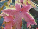 rośliny ozdobne - Ambrowiec balsamiczny AURORA Liquidambar styraciflua C2/30-40cm