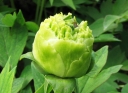 sklep ogrodniczy - Piwonia drzewiasta DOU LV (zielona) Paeonia suffruticosa C4/20cm *19