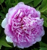 rośliny ozdobne -  Piwonia drzewiasta CAI HUI (niebieska) Paeonia suffruticosa C4/20cm *6-O