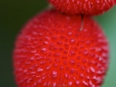 rośliny ozdobne -  Drzewo truskawkowe odm. RUBRA  Arbutus unguicularis C2/40cm *G