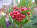 rośliny ozdobne - Drzewo truskawkowe odm. RUBRA  Arbutus unguicularis C2/40cm *G