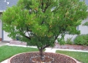 sklep ogrodniczy - Drzewo truskawkowe odm. RUBRA  Arbutus unguicularis C2/40cm *G