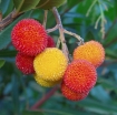 sklep ogrodniczy - Drzewo truskawkowe odm. RUBRA  Arbutus unguicularis C2/40cm *G