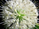 sadzonki -  Guzikowiec zachodni MAGICAL® 'MOONLIGHT' Cephalanthus occidentalis C3/40-60cm
