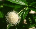 rośliny ozdobne - Guzikowiec zachodni MAGICAL® 'MOONLIGHT' Cephalanthus occidentalis C3/40-60cm