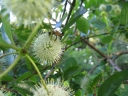 rośliny ogrodowe - Guzikowiec zachodni MAGICAL® 'MOONLIGHT' Cephalanthus occidentalis C3/40-60cm