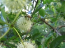 sadzonki - Guzikowiec zachodni MAGICAL® 'MOONLIGHT' Cephalanthus occidentalis C3/40-60cm