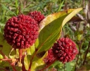 sklep ogrodniczy -  Guzikowiec zachodni SUGAR SHACK® Cephalanthus occidentalis C2/40cm