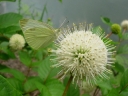 rośliny ogrodowe - Guzikowiec zachodni SUGAR SHACK® Cephalanthus occidentalis C2/40cm