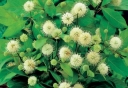 sadzonki - Guzikowiec zachodni FIBER OPTICS Cephalanthus occidentalis C5/30-40cm *K18
