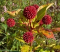 sadzonki - Guzikowiec zachodni FIBER OPTICS Cephalanthus occidentalis C5/30-40cm *K18