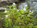 rośliny ogrodowe - Guzikowiec zachodni na PNIU Cephalanthus occidentalis C7,5/Pa50(100)cm *7
