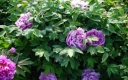 sklep ogrodniczy - Piwonia drzewiasta CAI HUI (niebieska) Paeonia suffruticosa C4/20cm *6-O