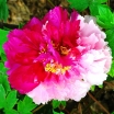 sadzonki -  Piwonia drzewiasta HUA ER QIAO (bicolour) Paeonia suffruticosa C4/10-20cm *K16