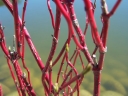 sadzonki - Dereń biały BATON ROUGE 'Mintbat' Cornus alba C3/60-80cm *21