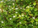 rośliny ogrodowe - Dereń biały BATON ROUGE 'Mintbat' Cornus alba C3/60-80cm *21