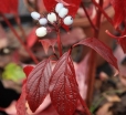 sadzonki - Dereń biały BATON ROUGE 'Mintbat' Cornus alba C3/60-80cm *21