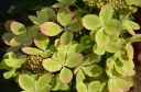 sadzonki - Hydrangea paniculata PASTEL GREEN® "Renxolor" /C3 *19