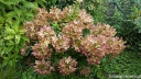 rośliny ogrodowe - Hydrangea paniculata PASTEL GREEN® "Renxolor" /C3 *19