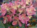 sadzonki - Hydrangea paniculata PASTEL GREEN® "Renxolor" /C3 *19