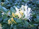 sadzonki -  Wiciokrzew karłowy HONEY BABY Lonicera /C3 *6