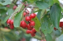 rośliny ogrodowe - Jabłoń hupeheńska Malus hupehensis syn. Malus theifera C5/1,5-1,8m *K6