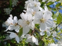 rośliny ozdobne - Jabłoń hupeheńska Malus hupehensis syn. Malus theifera C5/1,5-1,8m *K6