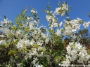 sklep ogrodniczy - Jabłoń hupeheńska Malus hupehensis syn. Malus theifera C5/1,5-1,8m *K6