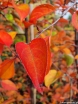 rośliny ozdobne - Jabłoń hupeheńska Malus hupehensis syn. Malus theifera C5/1,5-1,8m *K6