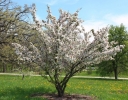rośliny ogrodowe - Jabłoń hupeheńska Malus hupehensis syn. Malus theifera C5/1,5-1,8m *K6