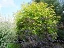 rośliny ogrodowe - Sambucus racemosa LEMONY LACE™ ‘SMNSRD4’ /C3