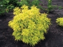 rośliny ogrodowe - Sambucus racemosa LEMONY LACE™ ‘SMNSRD4’ /C3