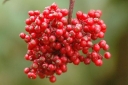 rośliny ozdobne - Sambucus racemosa LEMONY LACE™ ‘SMNSRD4’ /C3