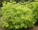 rośliny ogrodowe - Sambucus racemosa LEMONY LACE™ ‘SMNSRD4’ /C3