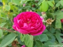 rośliny ozdobne -  Róża damasceńska ROSE DE RESCHT Rosa damascena C3/50cm