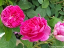 rośliny ozdobne - Róża damasceńska ROSE DE RESCHT Rosa damascena C3/50cm