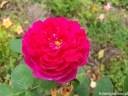 rośliny ozdobne - Róża damasceńska ROSE DE RESCHT Rosa damascena C3/50cm