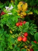 sklep ogrodniczy - Róża pomarszczona SNOW PAVEMENT® 'Hansnovem' Rosa rugosa /C3
