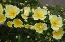 rośliny ogrodowe -  Róża dzika żółta Rosa hugonis - zaszczepiona, goły korzeń
