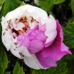 sklep ogrodniczy - Piwonia drzewiasta HUA ER QIAO (bicolour) Paeonia suffruticosa C4/10-20cm *K16