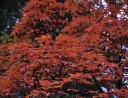 rośliny ozdobne -  Klon Maksymowicza K. trójlistkowy Acer nikoense C5/100cm *21