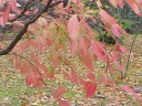 rośliny ogrodowe - Klon Maksymowicza K. trójlistkowy Acer nikoense C5/100cm *21