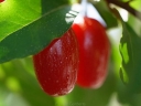 sklep ogrodniczy -  Oliwnik wielokwiatowy SWEET SCARLET Jagoda Gumi Elaeagnus multiflora C5/60-80cm