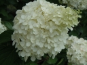 rośliny ozdobne - Hortensja bukietowa POLAR BEAR® na PNIU Hydrangea paniculata C5/Pa60-80cm