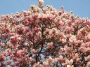 sadzonki  Magnolia kolumnowa COLUMNAR PINK C3/80cm *K11