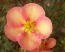 rośliny ogrodowe -  Pięciornik krzewiasty GLAMOUR GIRL 'KM01' Potentilla fruticosa /C2 *K1