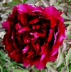 sadzonki - Japońska Piwonia Drzewiasta Black Paeonia suffruticosa